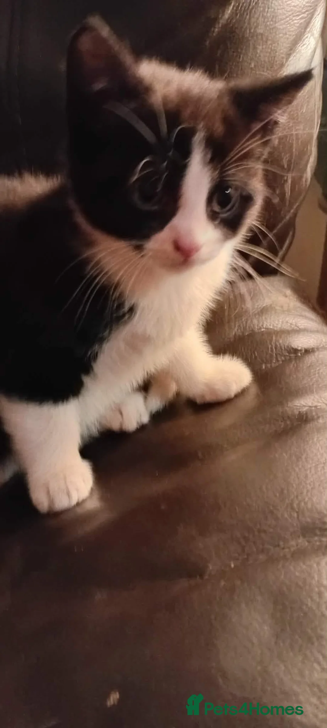 Mixed Breed cats for sale: Kittens for sale  in Doncaster - Advert 3