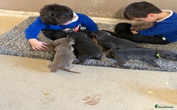 Labrador Retriever dogs for sale: Stunning silver / charcoal puppies - Image 15