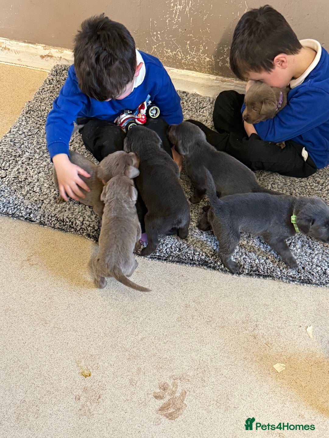Labrador Retriever dogs for sale: Stunning silver / charcoal puppies - Image 15
