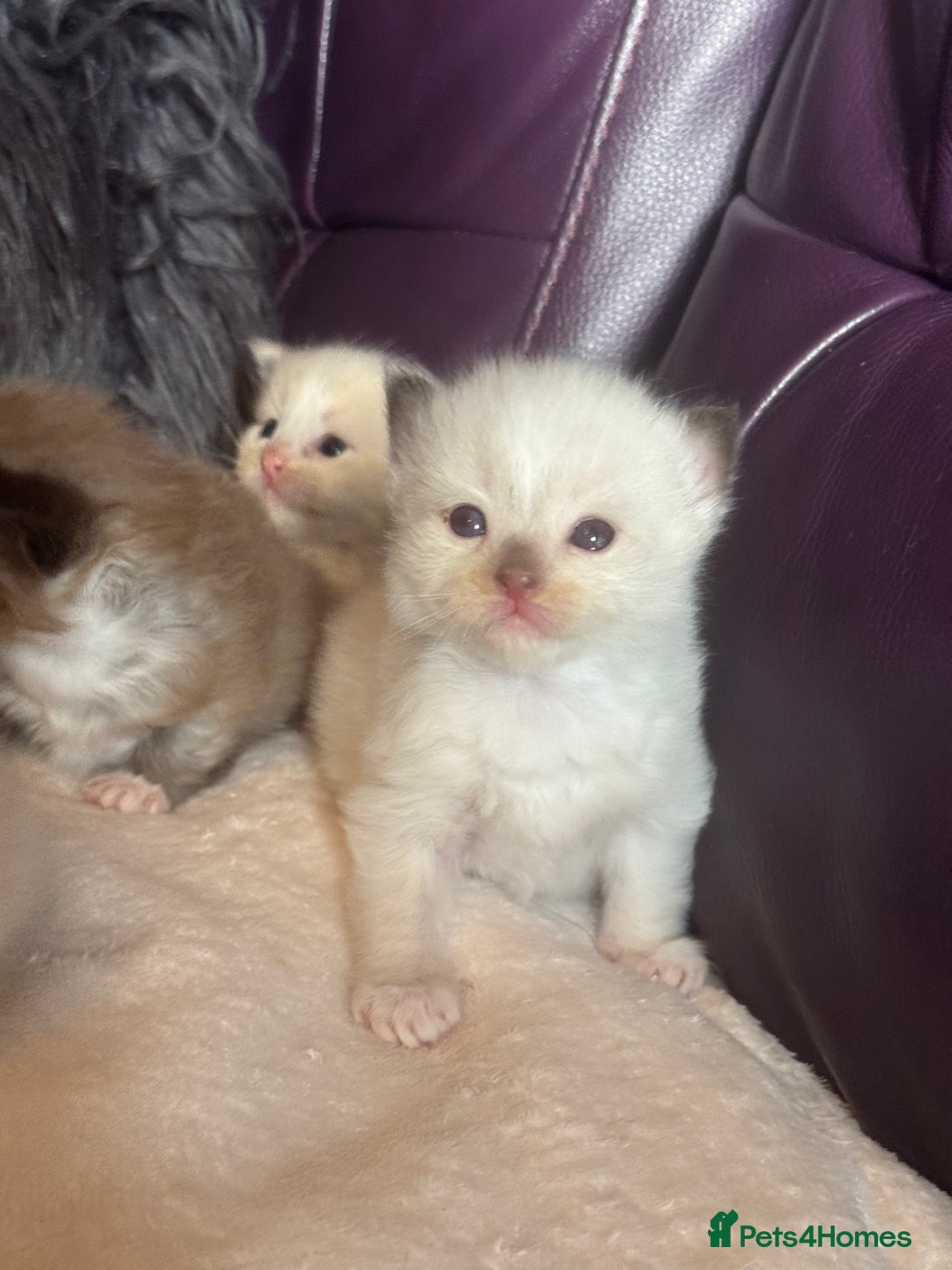 Ragdoll cats for sale: Tortie flame mink sepia tica  - Image 11