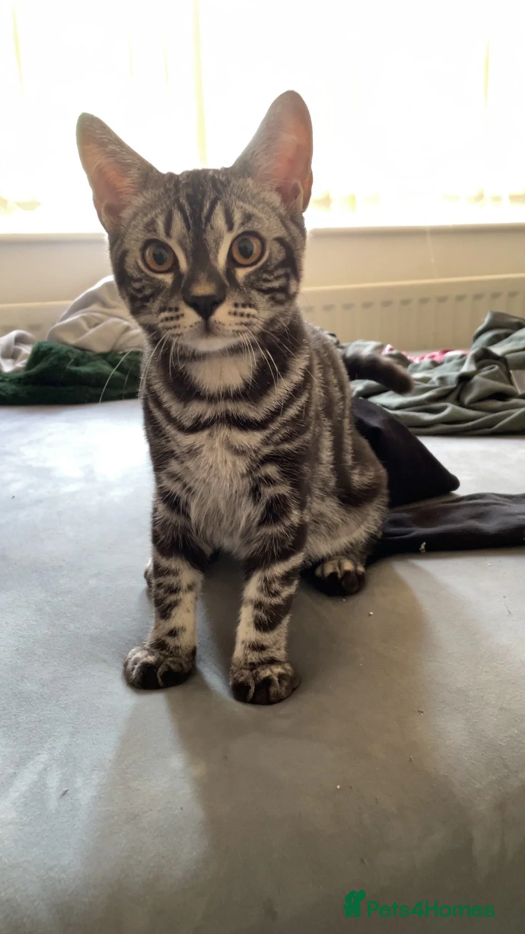 Bengal cats for sale: Bengal Cross Boy For Sale!!! - Advert 2