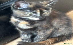 Mixed Breed cats for sale: Kittens/cats available please read description - Image 4