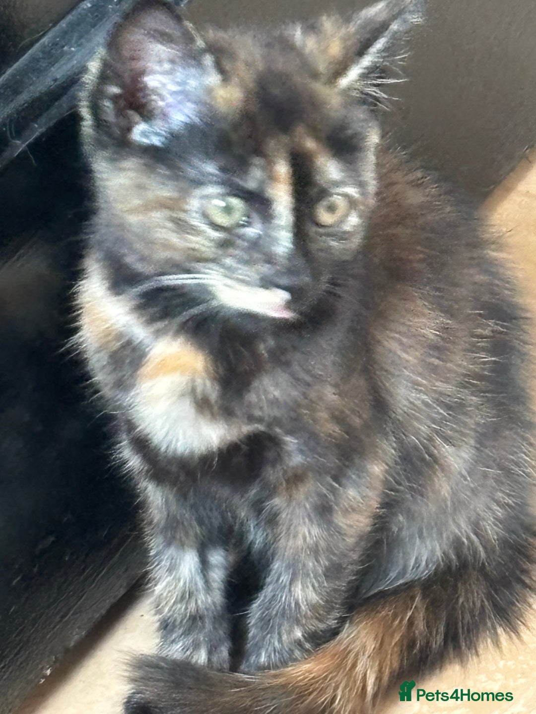 Mixed Breed cats for sale: Kittens/cats available please read description - Image 4