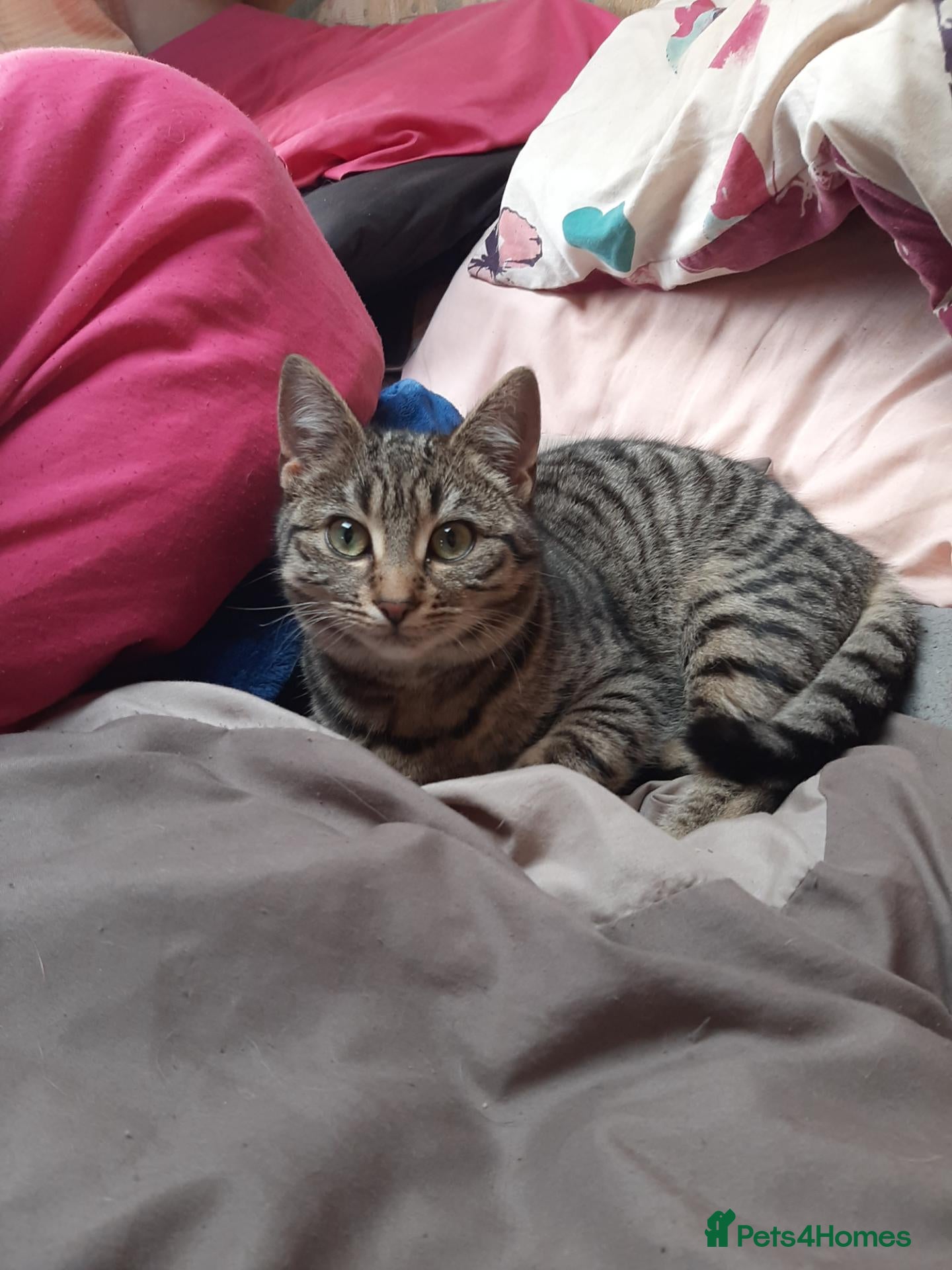 Mixed Breed cats Gorgeous girl Felix  - Advert 2