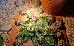 Hermann Tortoise reptiles for sale: Hermanns Tortoise  - Image 4