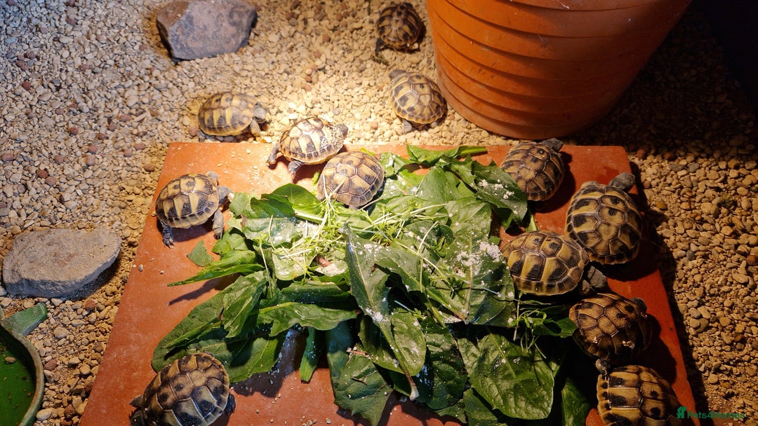 Hermann Tortoise reptiles for sale: Hermanns Tortoise  - Image 4