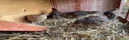Quail poultry for sale: Quail 4 female 2 male - Advert 8