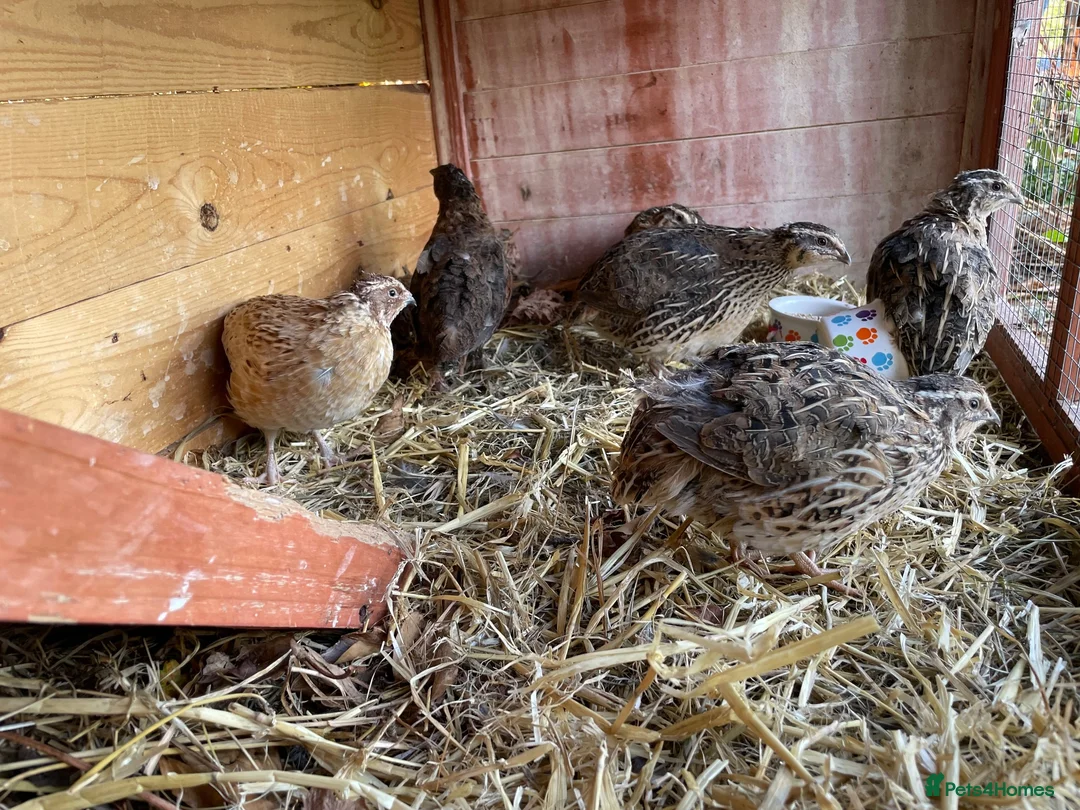 Quail poultry for sale: Quail 4 female 2 male - Advert 8