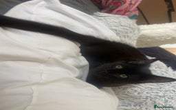 British Longhair cats for sale: Older Kitten - Image 2
