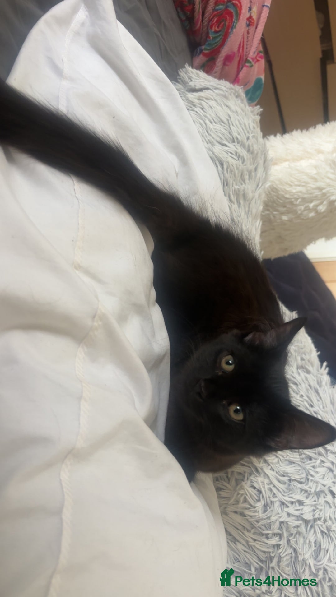 British Longhair cats for sale: Older Kitten - Image 2