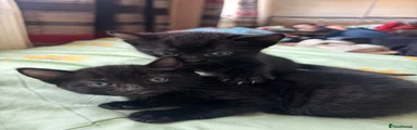 Bombay 3