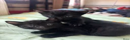 Bombay cats for sale: Three Black Kittens  - Advert 4
