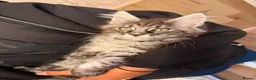 Maine Coon cats for sale: Maine Coon Registered TICA - Advert 31