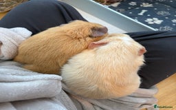 Guinea Pig rodents for sale: 2x Female Guinea pigs + Set up - Advert 3
