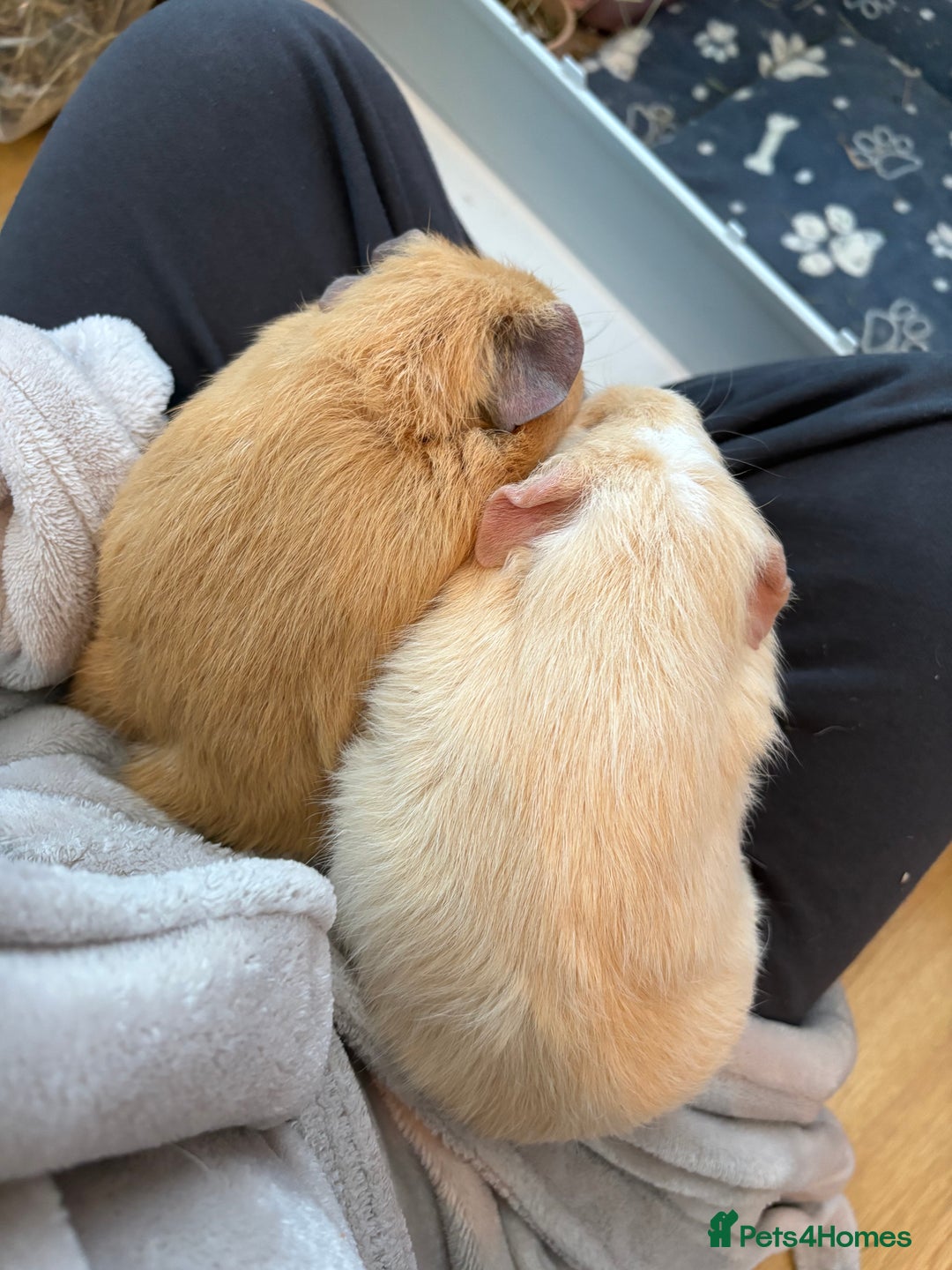 Guinea Pig rodents for sale: 2x Female Guinea pigs + Set up - Advert 3