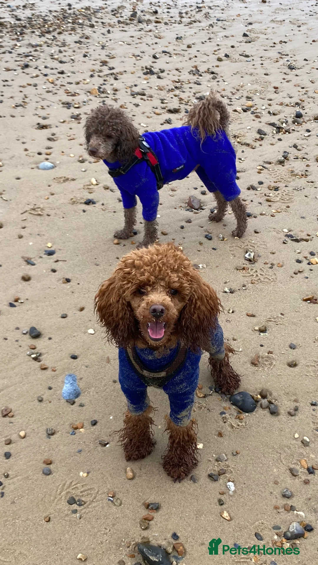 Toy Poodle dogs for stud: Health tested fox red toy poodle stud  in Stevenage - Advert 23