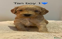 Cockapoo dogs for sale: 🐾STUNNING COCKAPOO PUPPIES🐾DNA TESTED PARENTS🧬 - Image 17