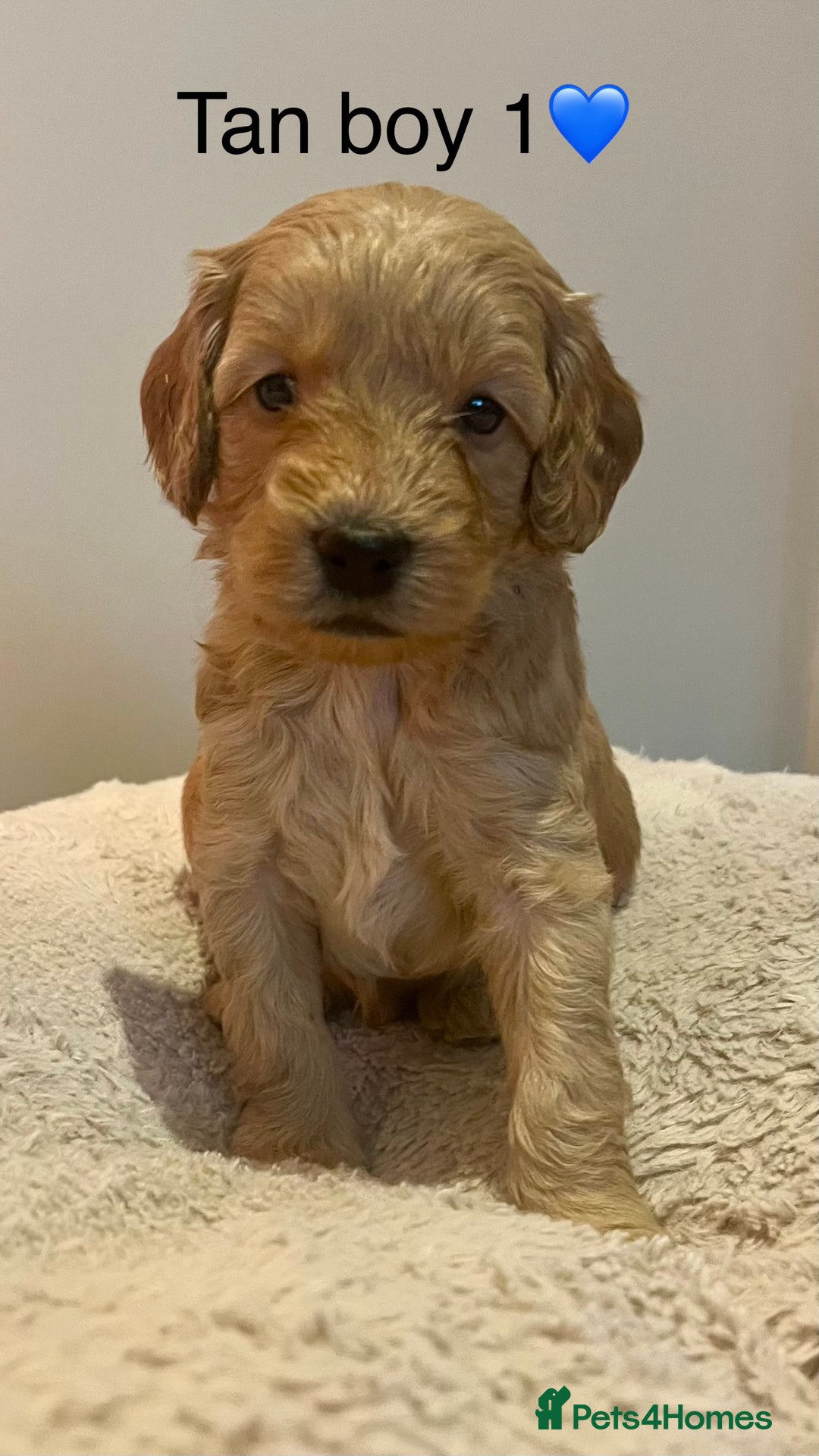 Cockapoo dogs for sale: 🐾STUNNING COCKAPOO PUPPIES🐾DNA TESTED PARENTS🧬 - Image 17