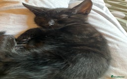 British Shorthair cats for sale: 2 kittens looking for forever home  - Image 10