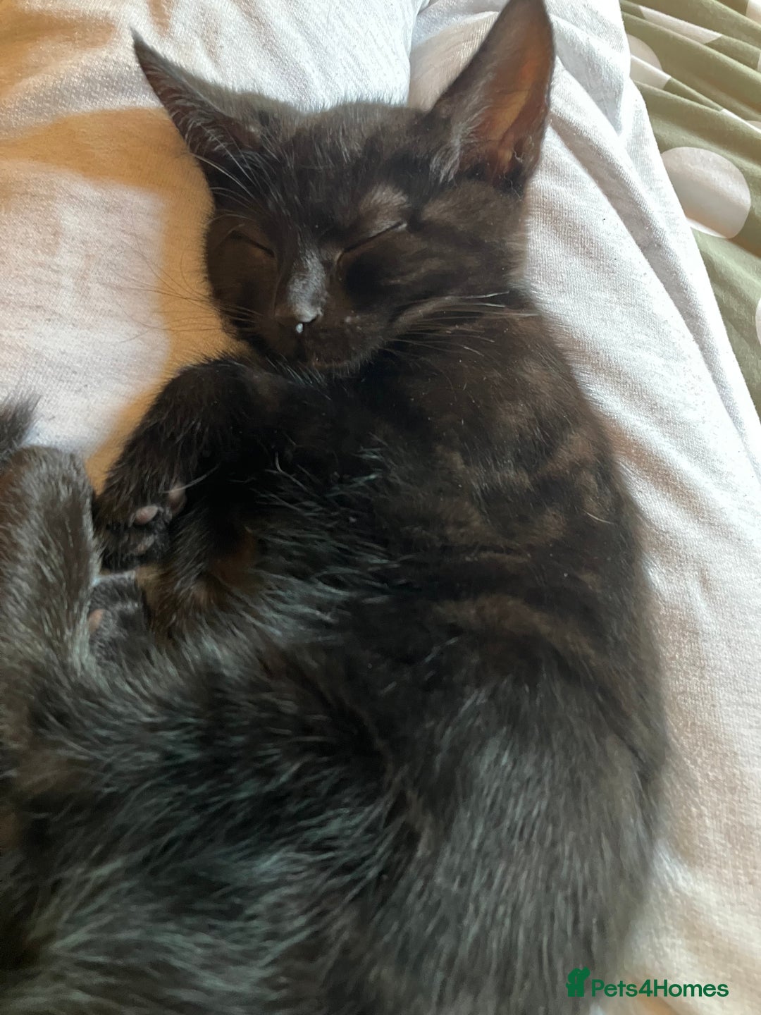British Shorthair cats for sale: 2 kittens looking for forever home  - Image 10