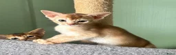 Abyssinian cats for sale: TICA Abyssinian kittens  - Advert 22