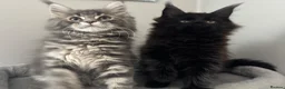 Maine Coon cats for sale: AMAZING TICA REGISTERED HEALTH TESTED KITTENS  - Advert 10