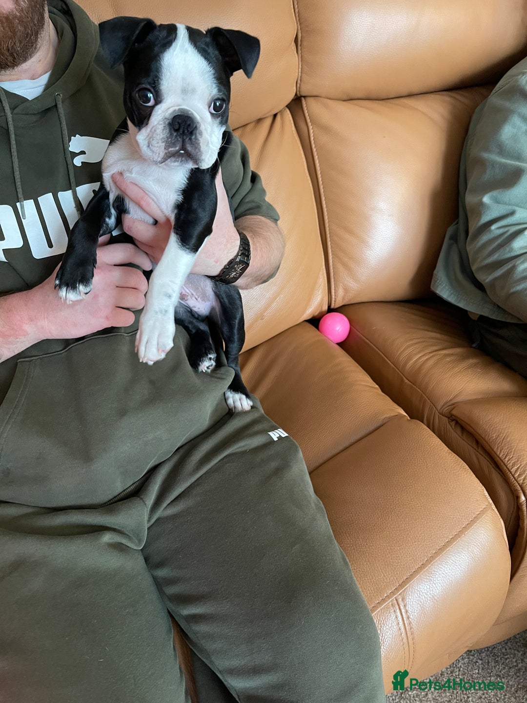 Boston Terrier dogs for sale: Boston Terrier pup for sale Dundee - Image 5