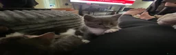 Mixed Breed cats for sale: Beautiful kittens - Advert 3