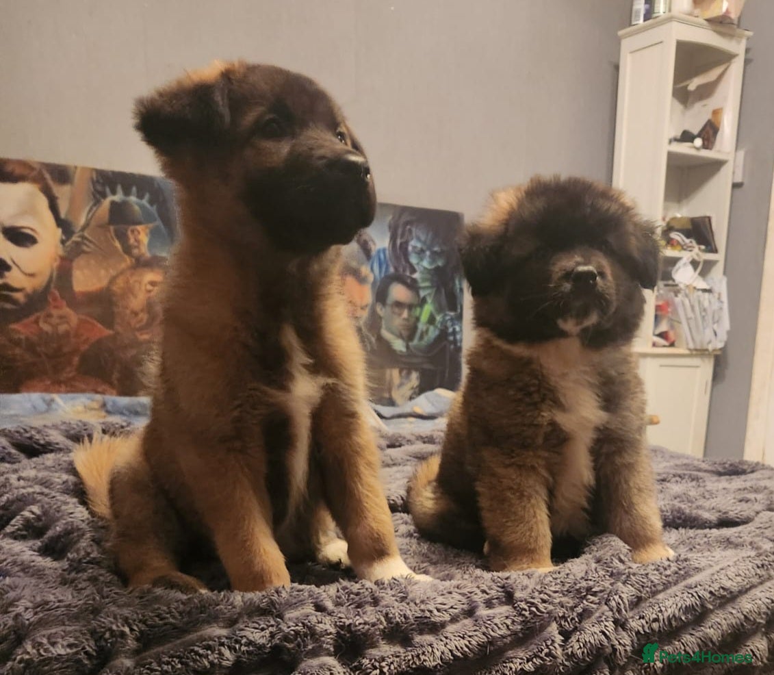 Mixed Breed dogs American akita/German Shepherd  - Advert 7