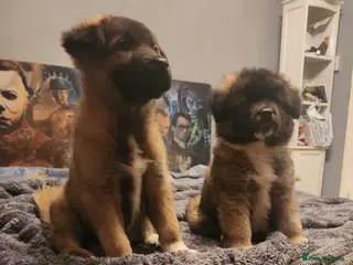 Mixed Breed dogs American akita/German Shepherd - Advert 7