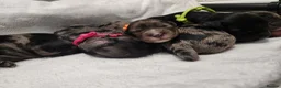 Cocker Spaniel dogs for sale: Cocker spaniel pups!  in Mexborough - Advert 6