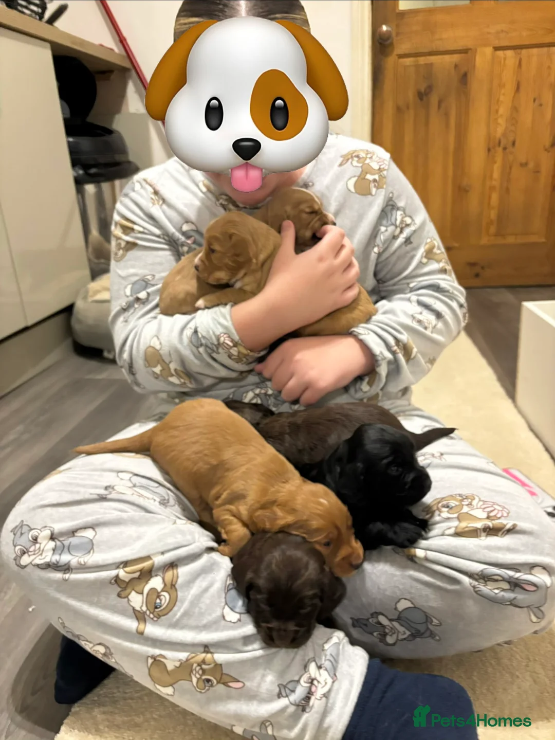 Cocker Spaniel dogs for sale: Cocker spaniel  - Advert 6