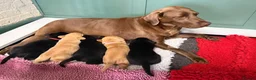 Labrador Retriever dogs for sale: Stunning KC Registered Labrador Puppies FTC Lines - Advert 2