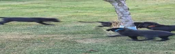 Labrador Retriever dogs for sale: Beautiful litter of labrador pups - Advert 7