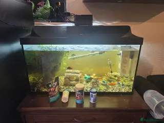 Other/Mixed Breed fish Tropical fish with tank - Advert 1