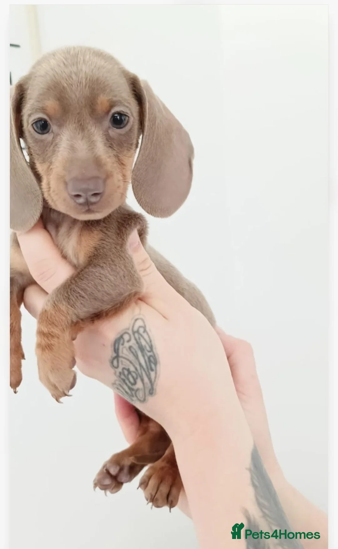 Miniature Dachshund dogs for sale: KC miniature dachshunds  - Advert 2