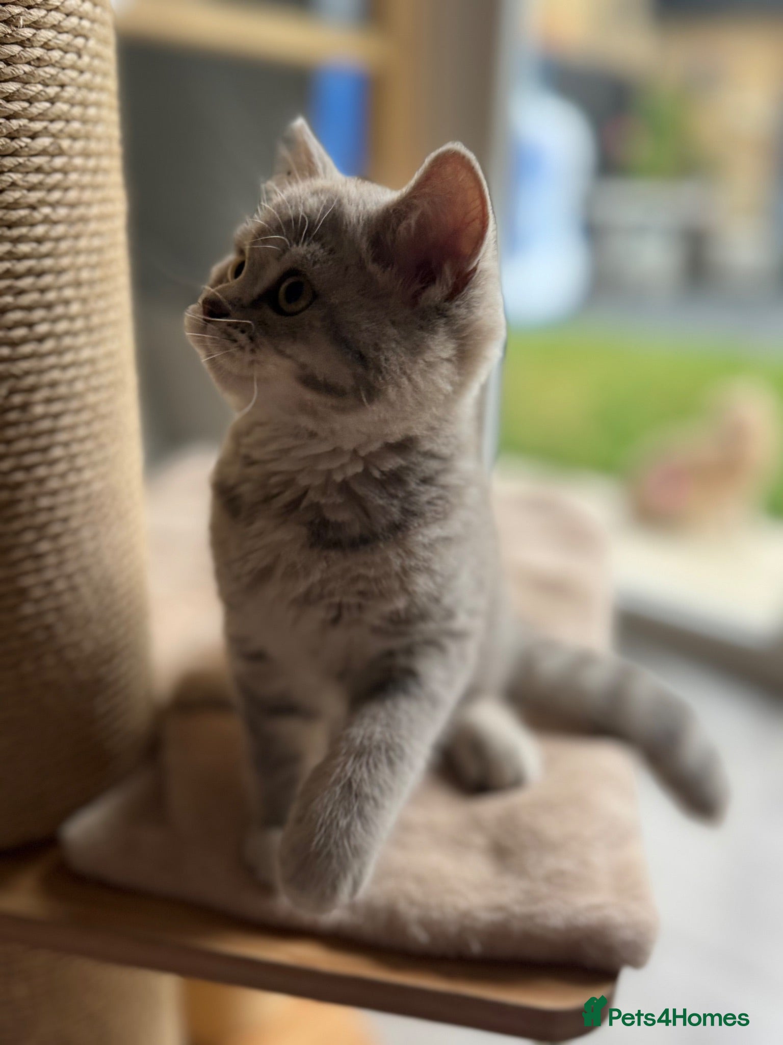 Scottish Fold cats Full pedigree Scottish fold kittens - Advert 2