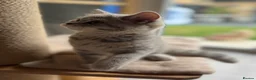 Scottish Fold cats for sale: Full pedigree Scottish fold kittens - Advert 23