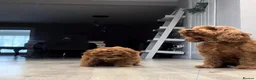 Cavapoo dogs for sale: F1B CAVAPOO PUPPIES  in Preston - Advert 1