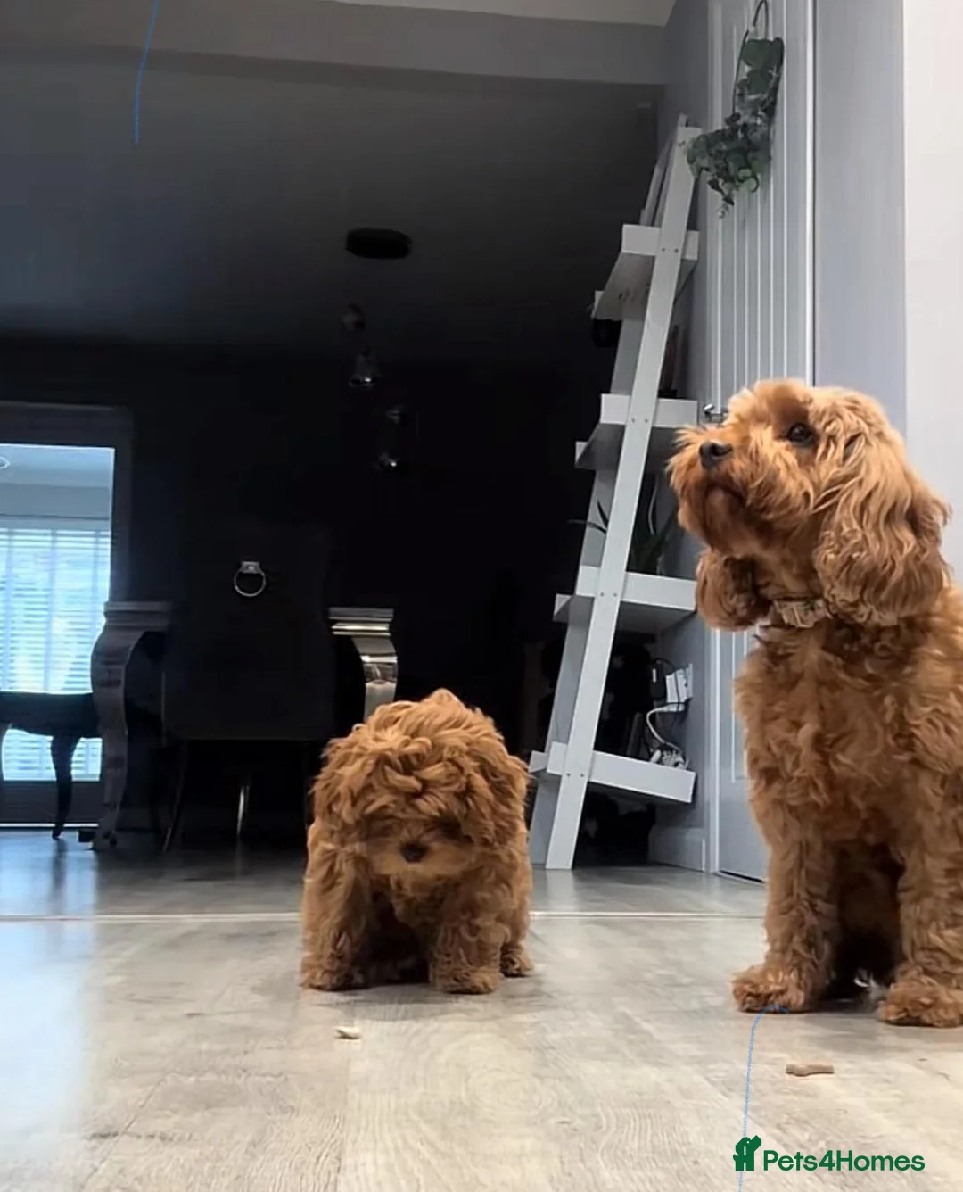 Cavapoo dogs for sale: F1B CAVAPOO PUPPIES  in Preston - Advert 1