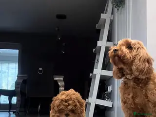 Cavapoo dogs F1B CAVAPOO PUPPIES - Advert 1