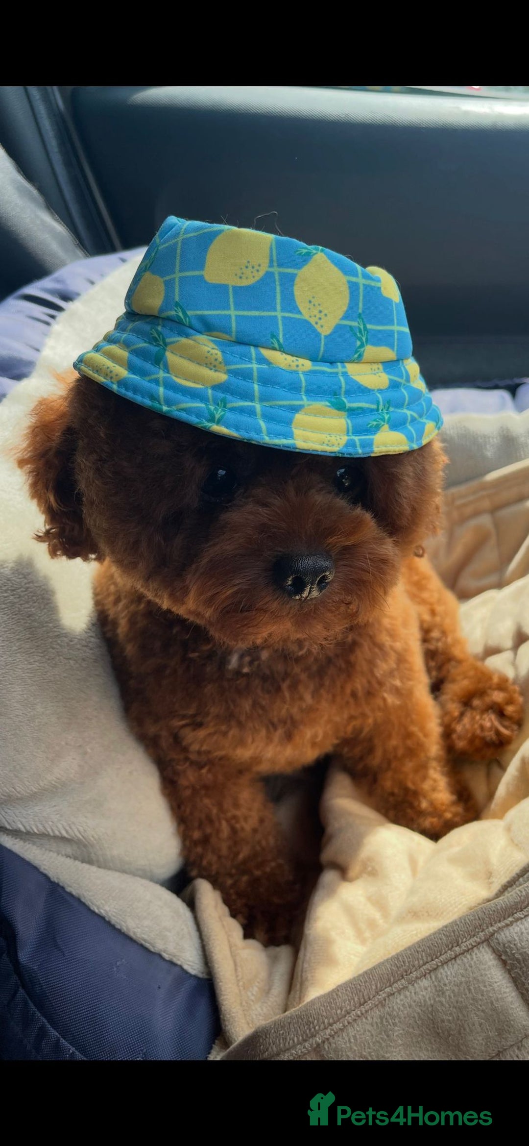 Jackapoo dogs for sale: Beautiful Jackapoo x Asian Toy poodle F1B - Image 14