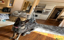 German Shepherd dogs for sale: German Shepard  - Image 2