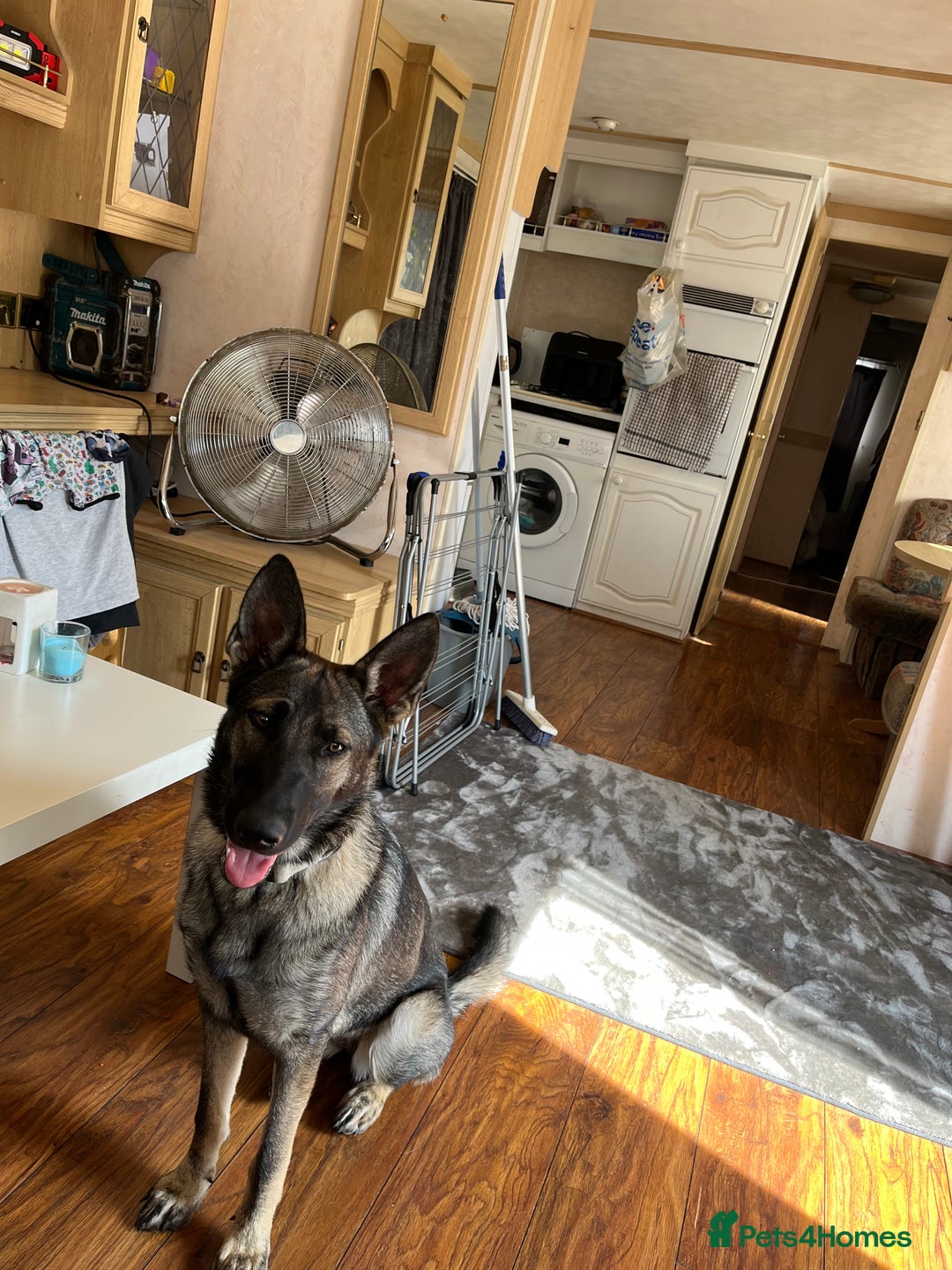 German Shepherd dogs for sale: German Shepard  - Image 2