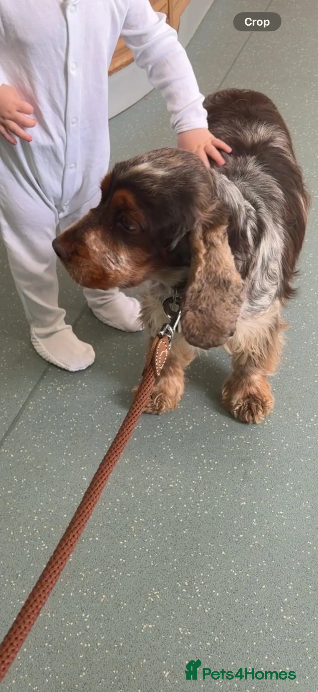 Cocker Spaniel dogs for sale: Our Beautiful 3-Year-Old Show Cocker Spaniel - Advert 5