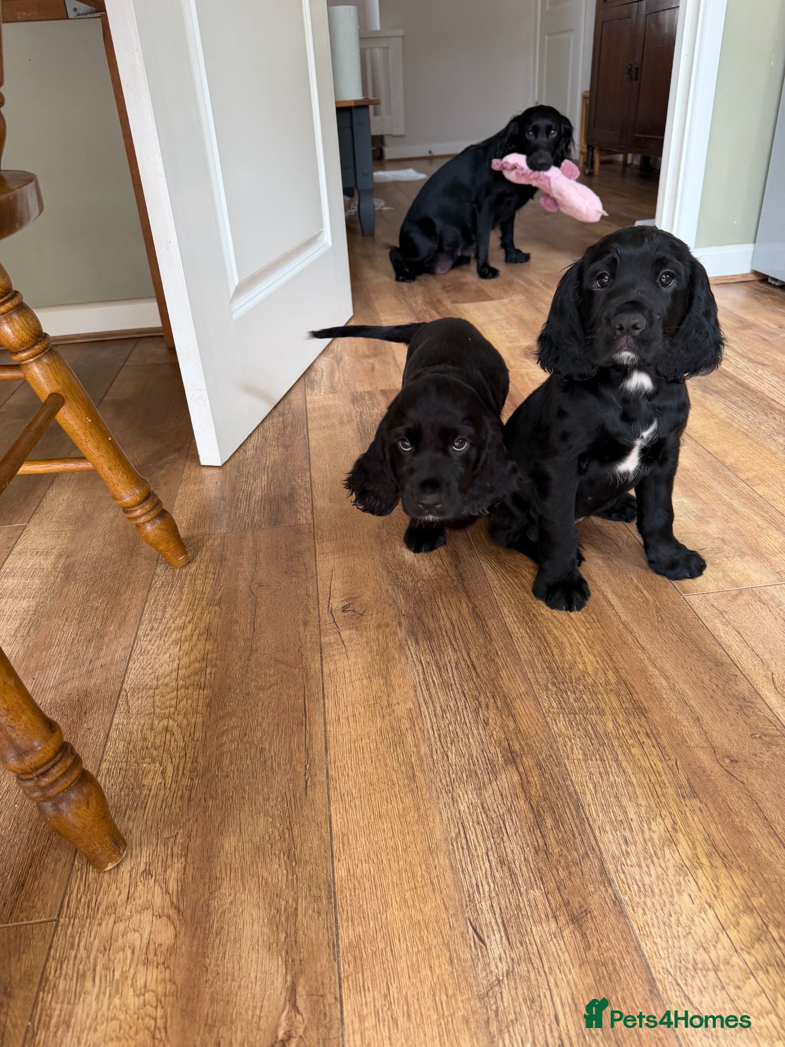 Cocker Spaniel dogs Golden & Black Cocker Spaniel Pups – KC Registered - Advert 2