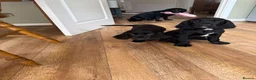Cocker Spaniel dogs for sale: Golden & Black Cocker Spaniel Pups – KC Registered - Advert 5