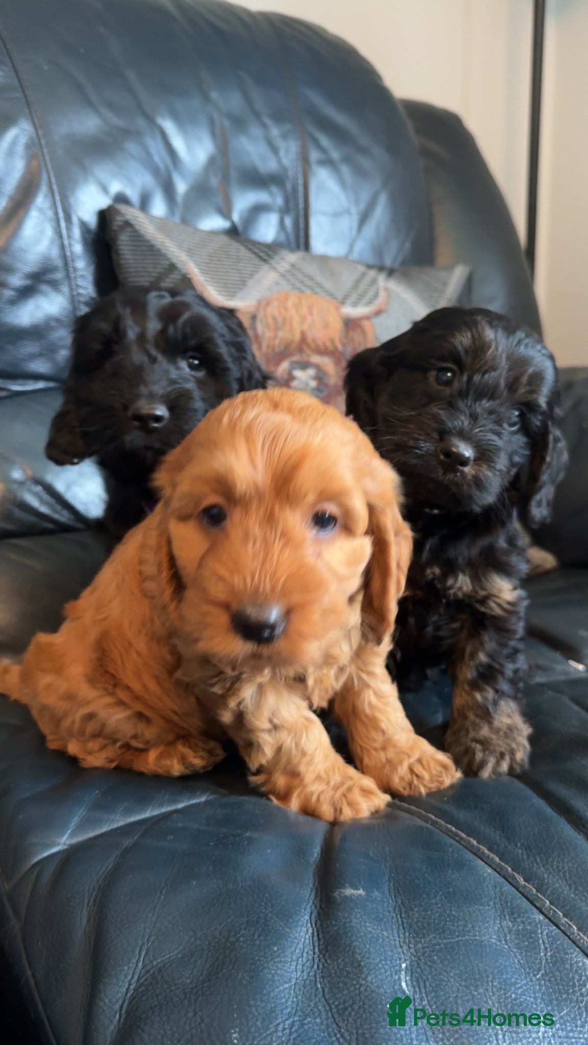 Cockapoo dogs Ready today 🏡Healthy  F1 Cockapoo Puppies 🩵💓 - Advert 11