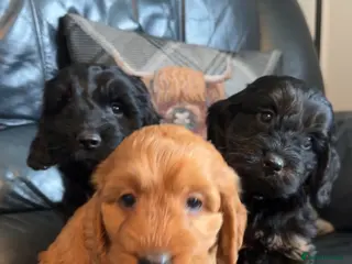 Cockapoo dogs Ready today 🏡Healthy F1 Cockapoo Puppies 🩵💓 - Advert 1