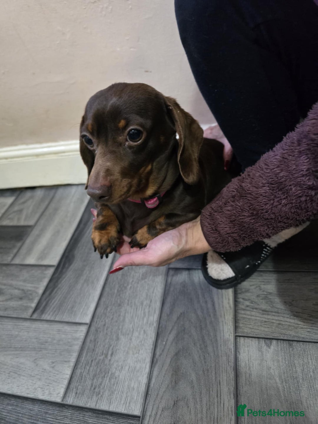 Miniature Dachshund dogs for sale: Miniature dachshund,pomeraniai - Advert 2